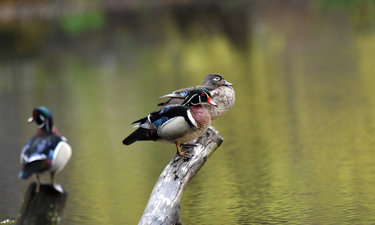 Wood Duck - Ben Peters