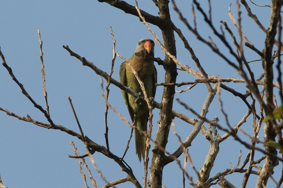 Red-breasted Parakeet - ML618062758