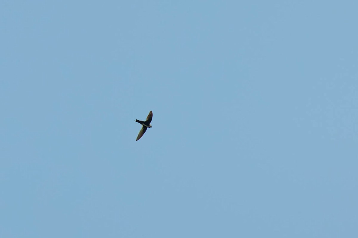 White-throated Swift - ML618062763