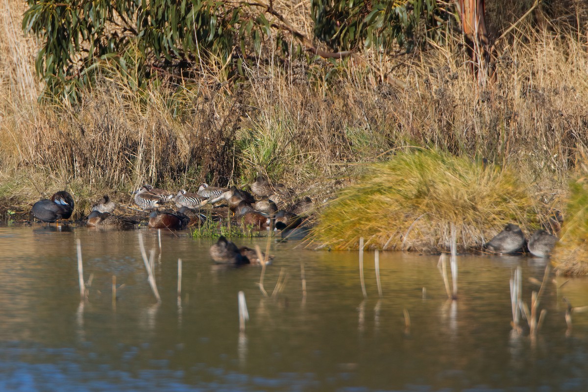 Pink-eared Duck - michael todd