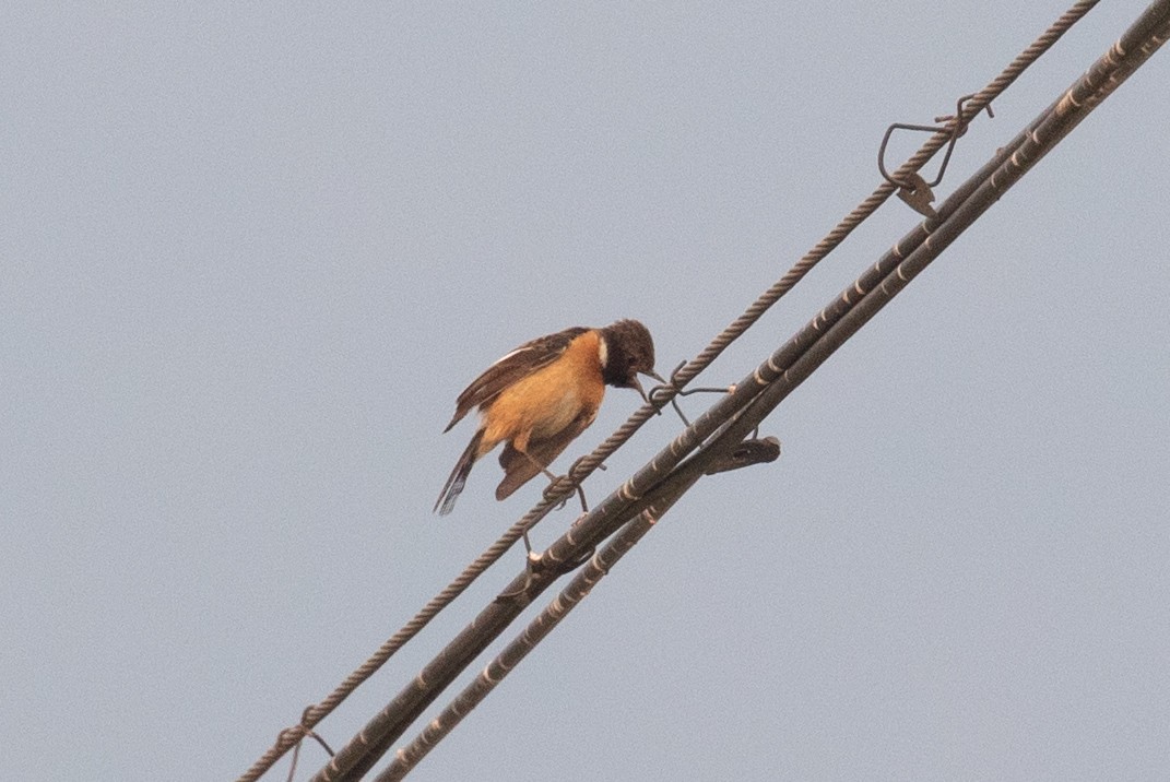 Siberian Stonechat (Przevalski's) - ML618062802