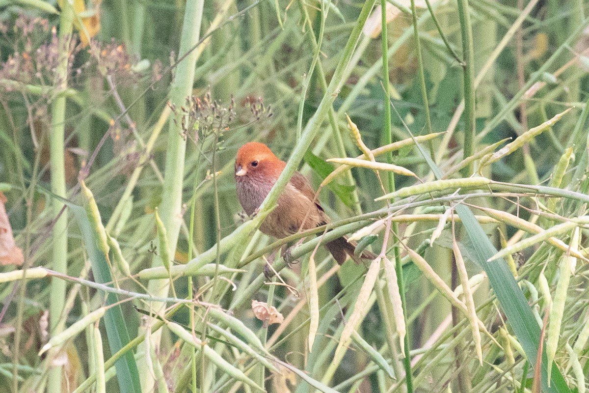 Brown-winged Parrotbill - ML618062815