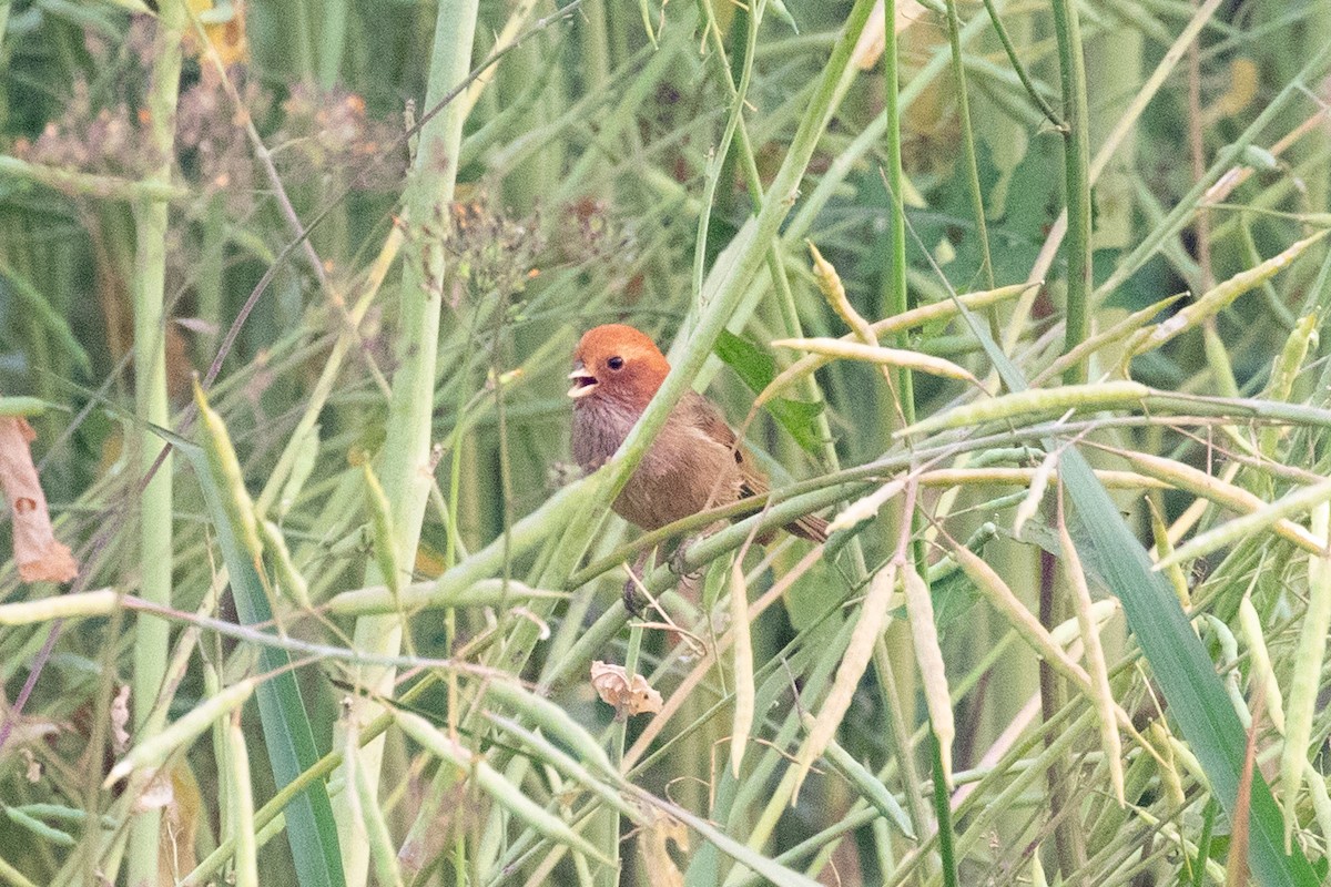 Brown-winged Parrotbill - ML618062817