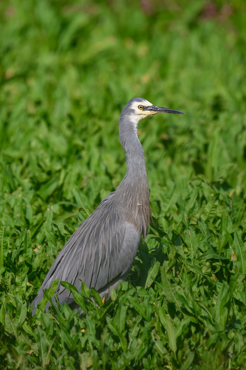 White-faced Heron - ML618062851