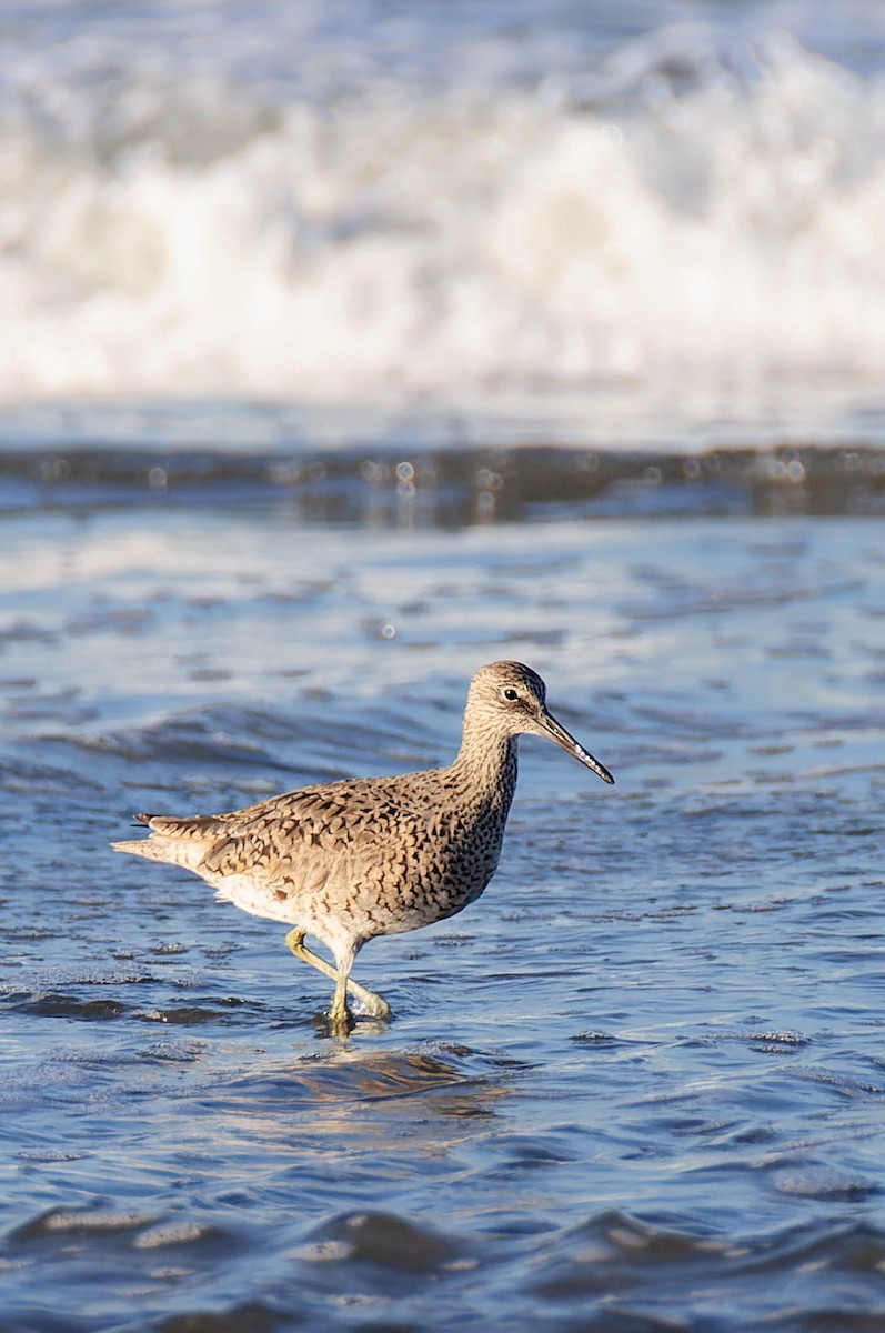 Willet - ML618062857