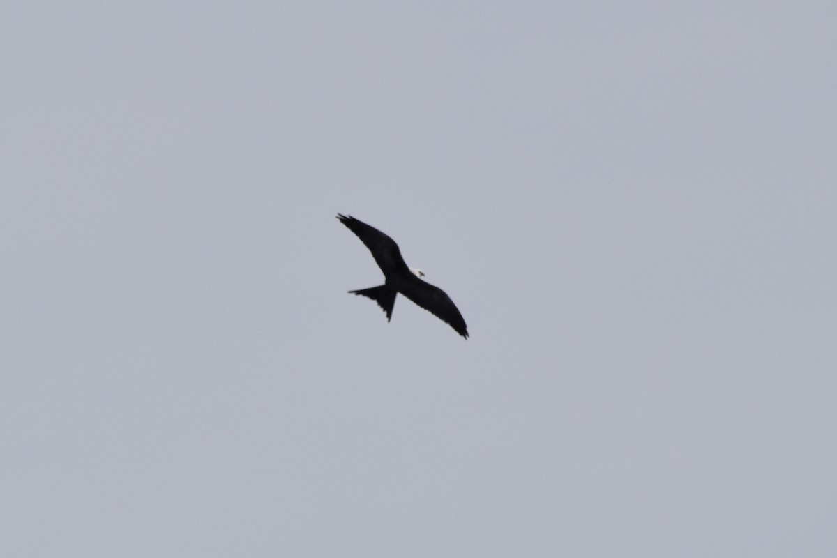 Swallow-tailed Kite - Valerie Burdette