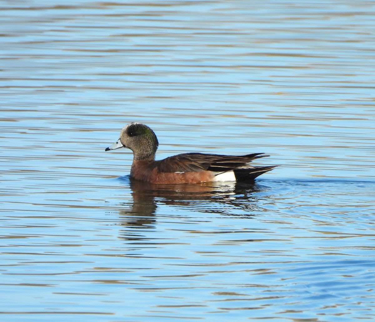 American Wigeon - ML618062870