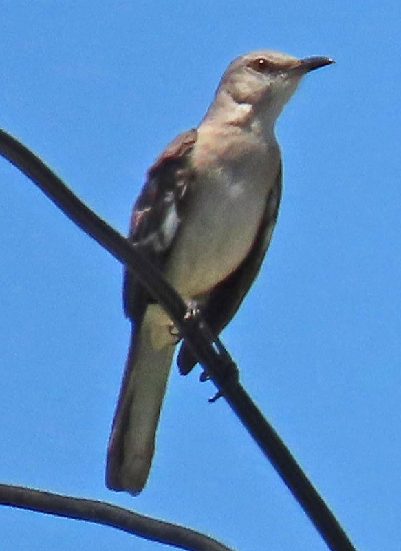 Northern Mockingbird - ML618062878