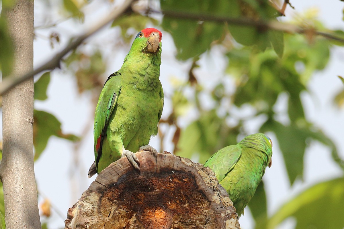 Red-crowned Parrot - Jeffrey Fenwick