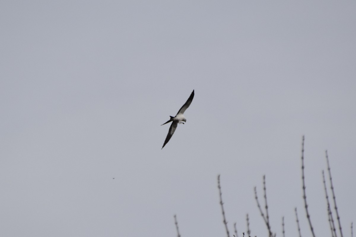 Swallow-tailed Kite - Valerie Burdette