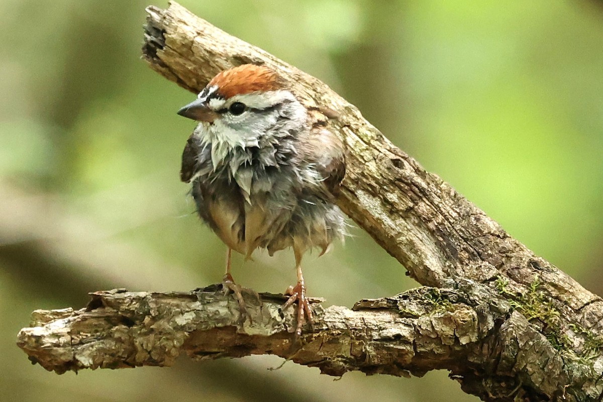 Chipping Sparrow - Duane Yarbrough