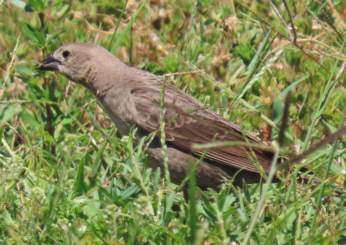 Brown-headed Cowbird - ML618062913