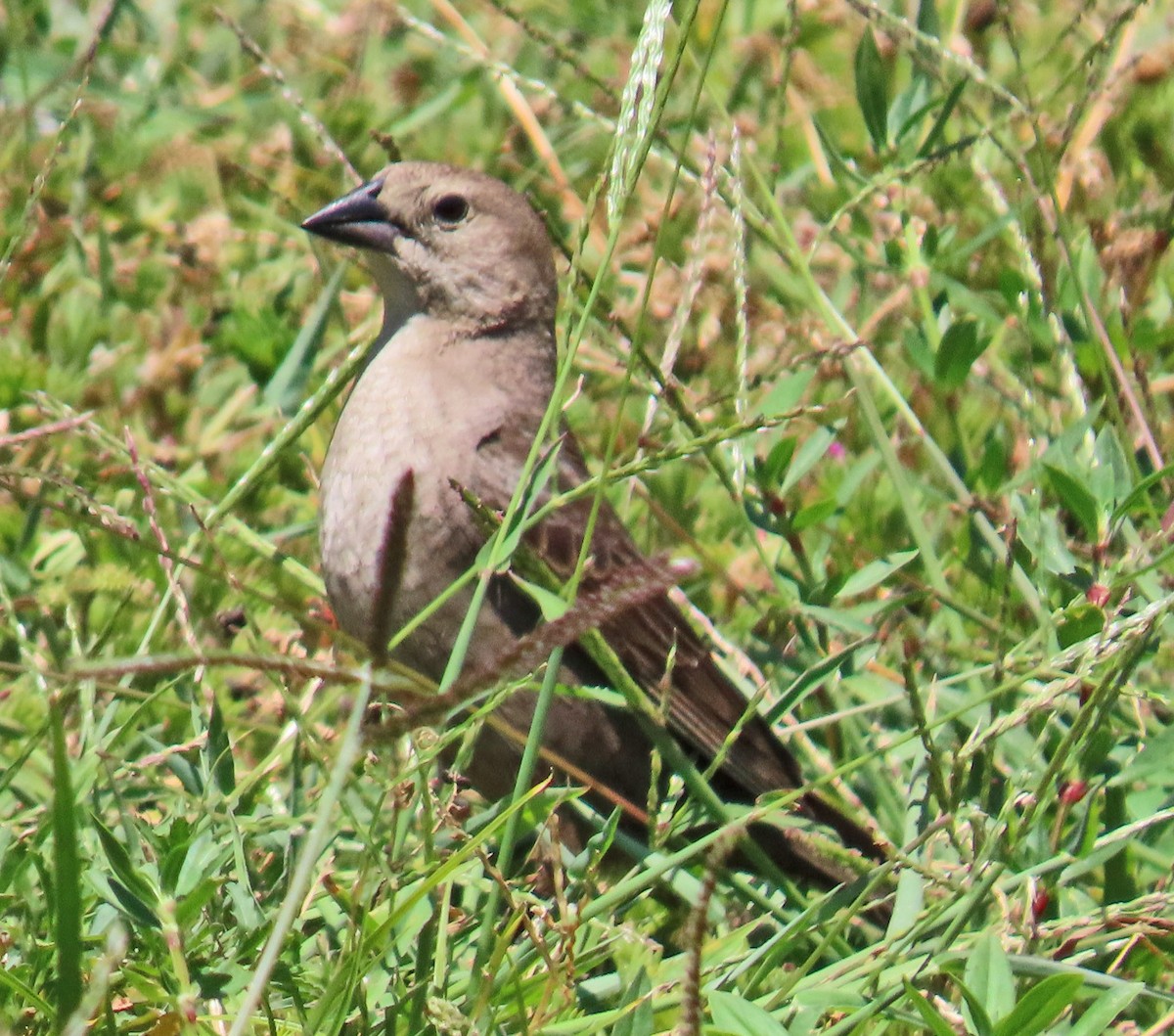 Tordo Cabecipardo - ML618062914