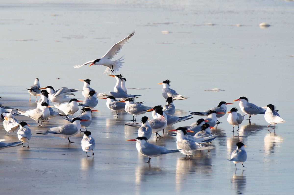 Elegant Tern - ML618062925