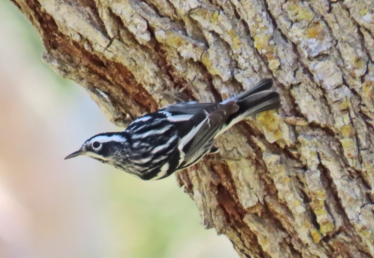 Black-and-white Warbler - ML618062938