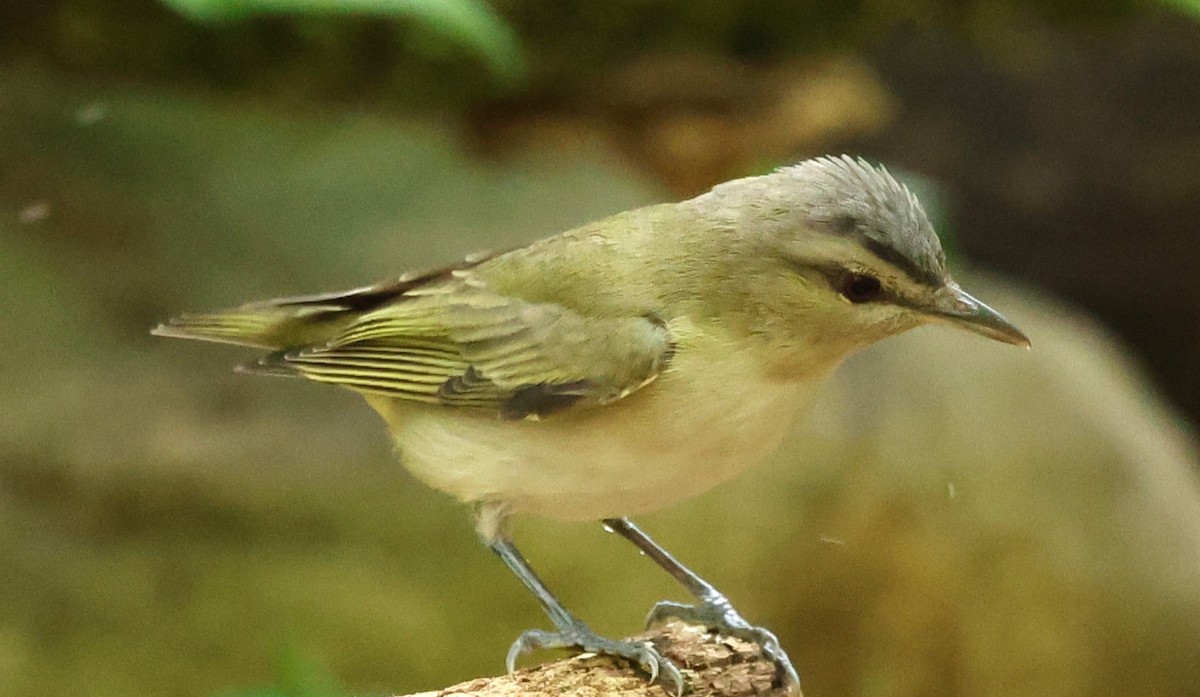 Tennessee Warbler - Duane Yarbrough