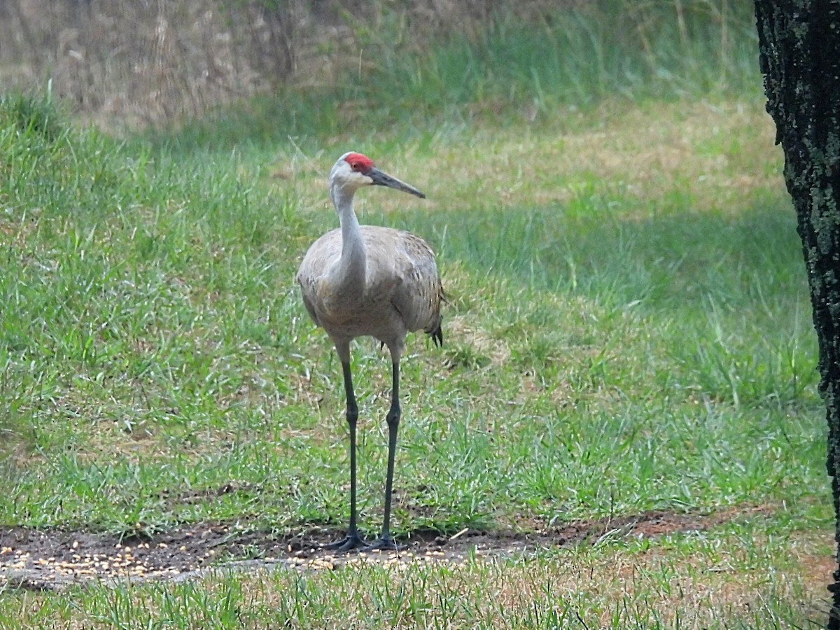 Sandhill Crane - Melody Walsh