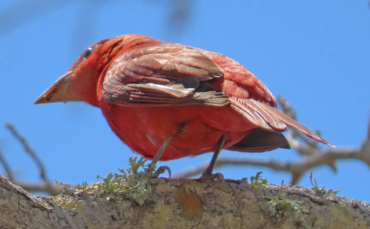 Piranga Roja - ML618062966