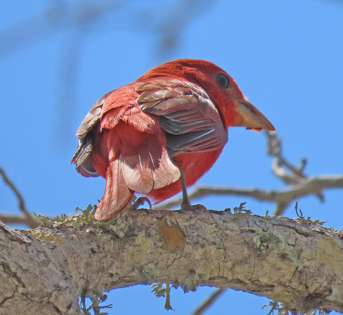 Piranga Roja - ML618062967