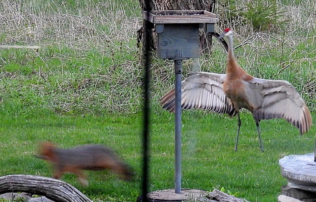 Sandhill Crane - Melody Walsh