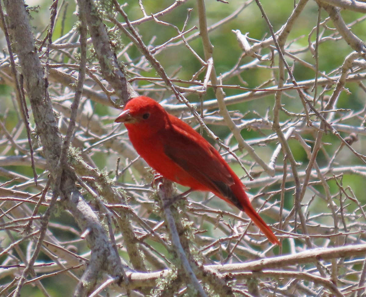 Piranga Roja - ML618062972