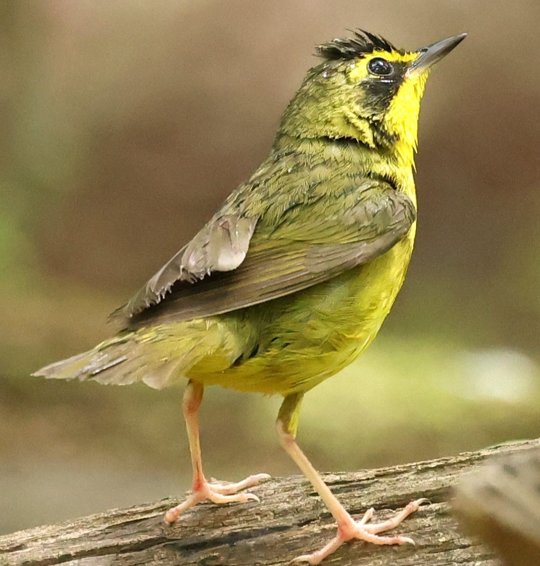 Kentucky Warbler - Duane Yarbrough