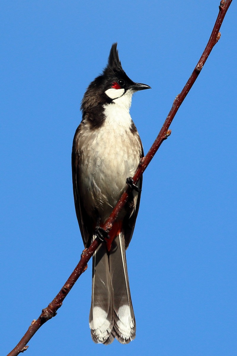 Red-whiskered Bulbul - Jeffrey Fenwick