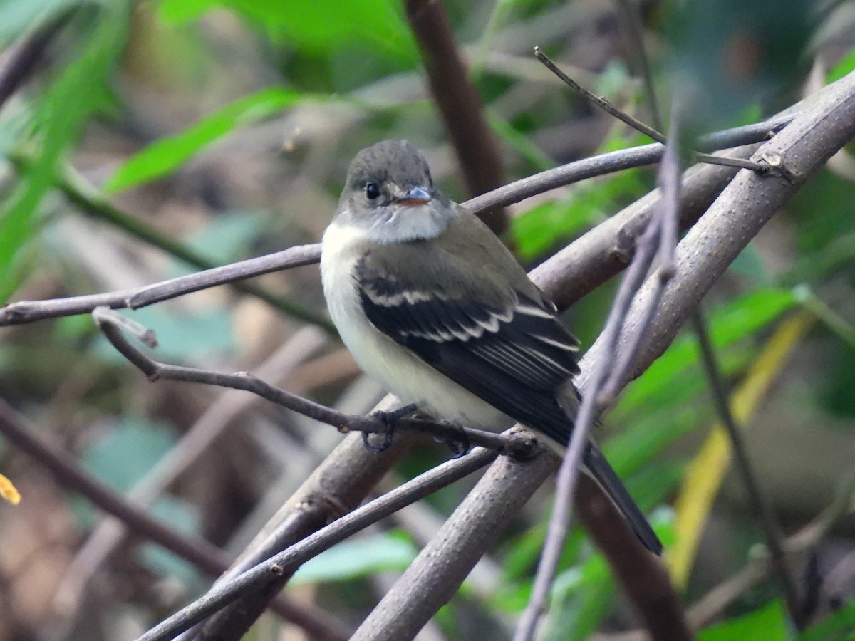 Willow Flycatcher - Daniel Matamoros