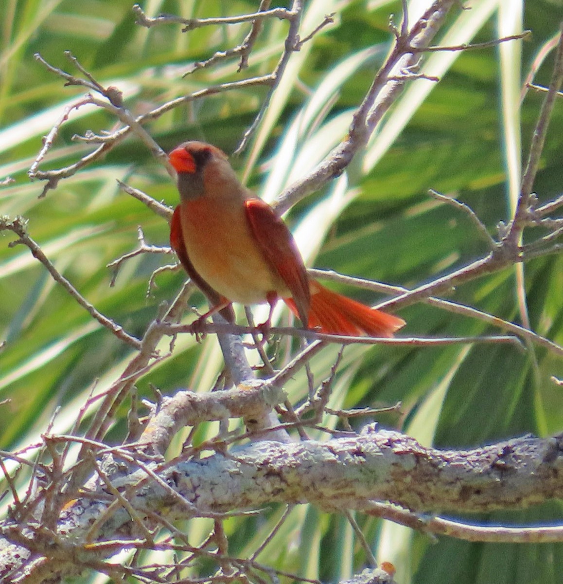 Northern Cardinal - ML618062982