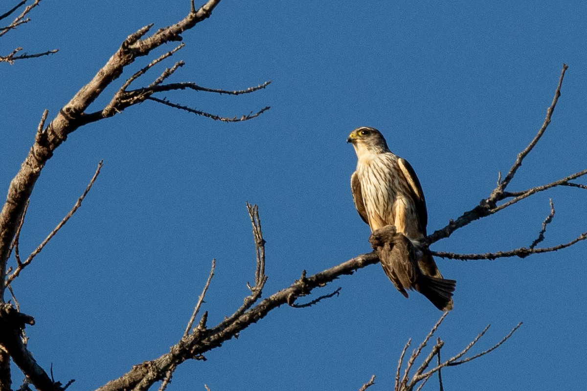 dřemlík tundrový (ssp. richardsonii) - ML618063093