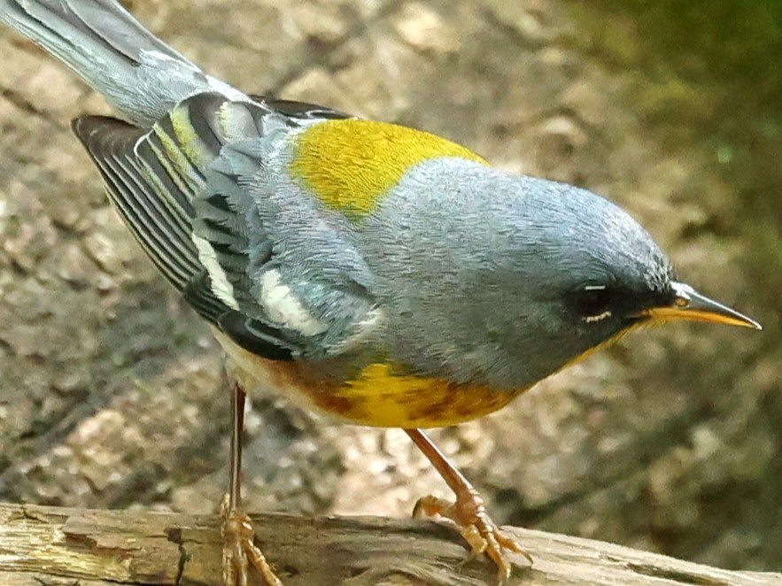 Northern Parula - Duane Yarbrough