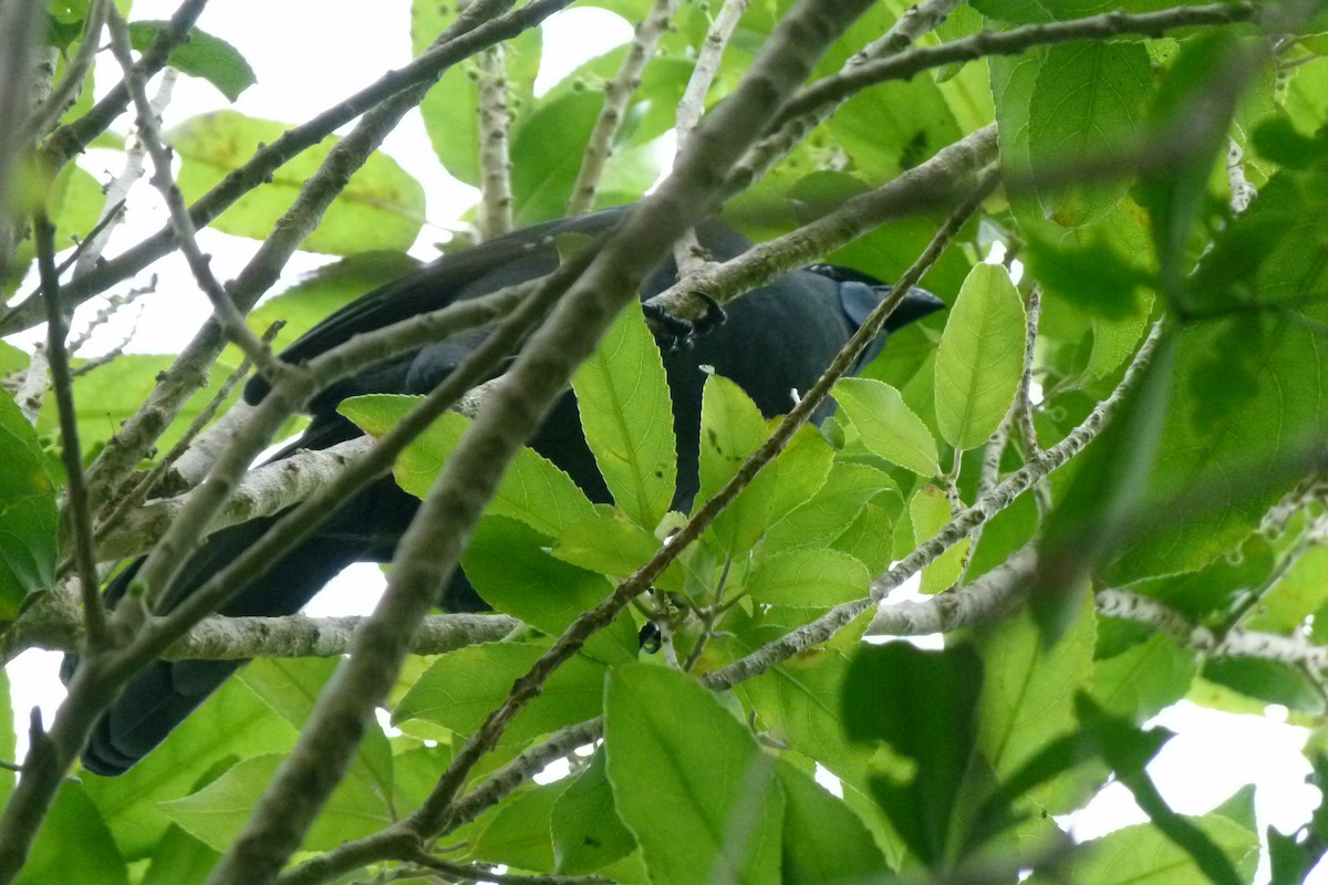 North Island Kokako - ML618063106