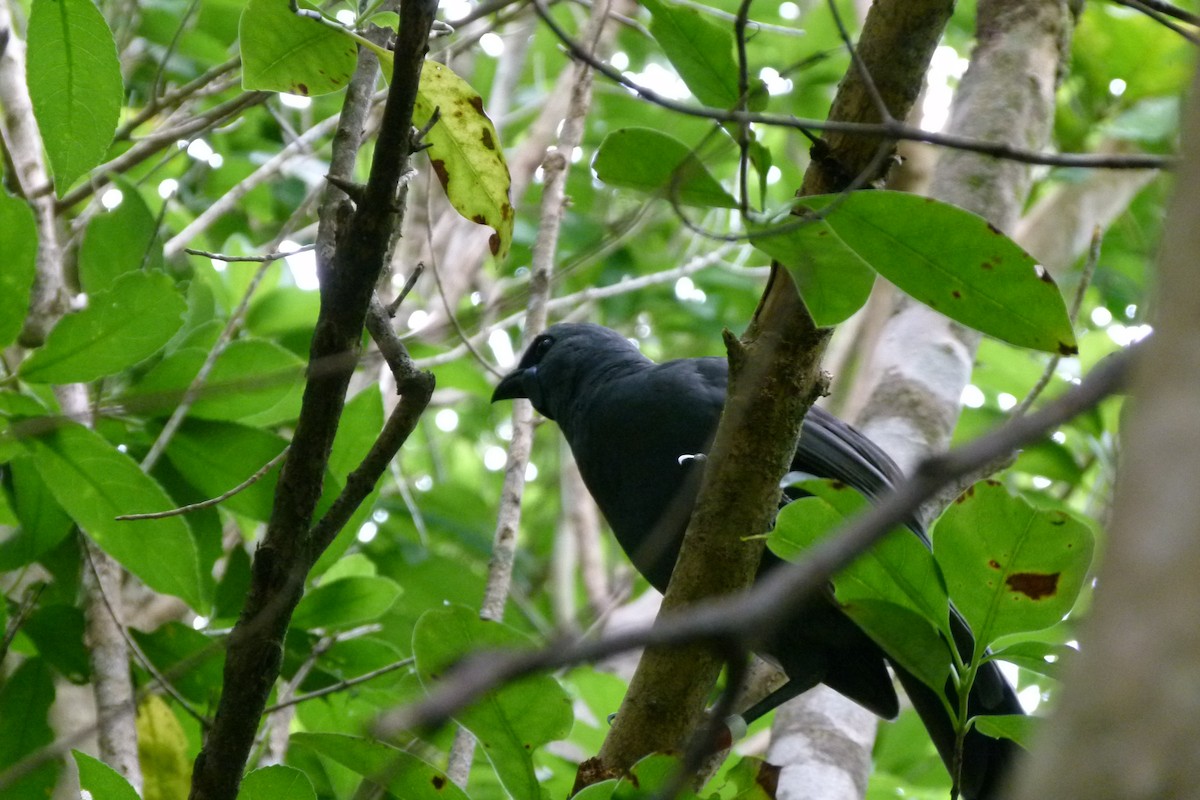 North Island Kokako - ML618063107