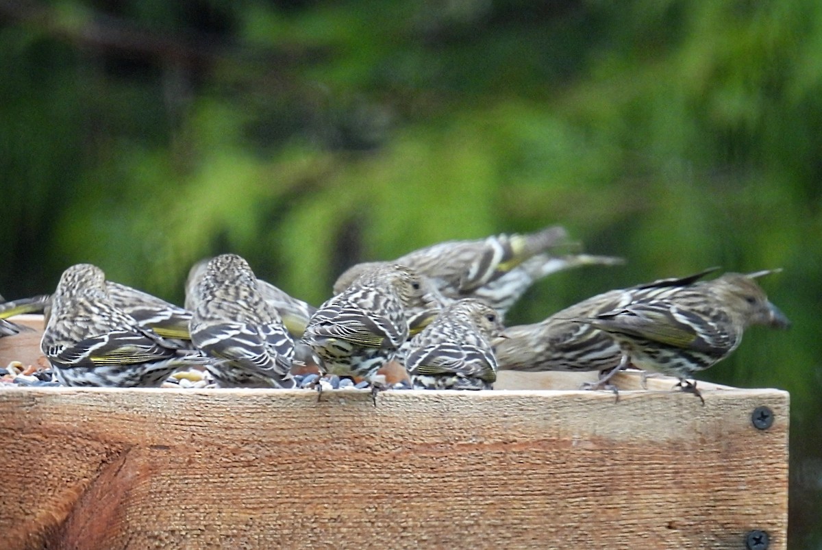 Pine Siskin - ML618063110