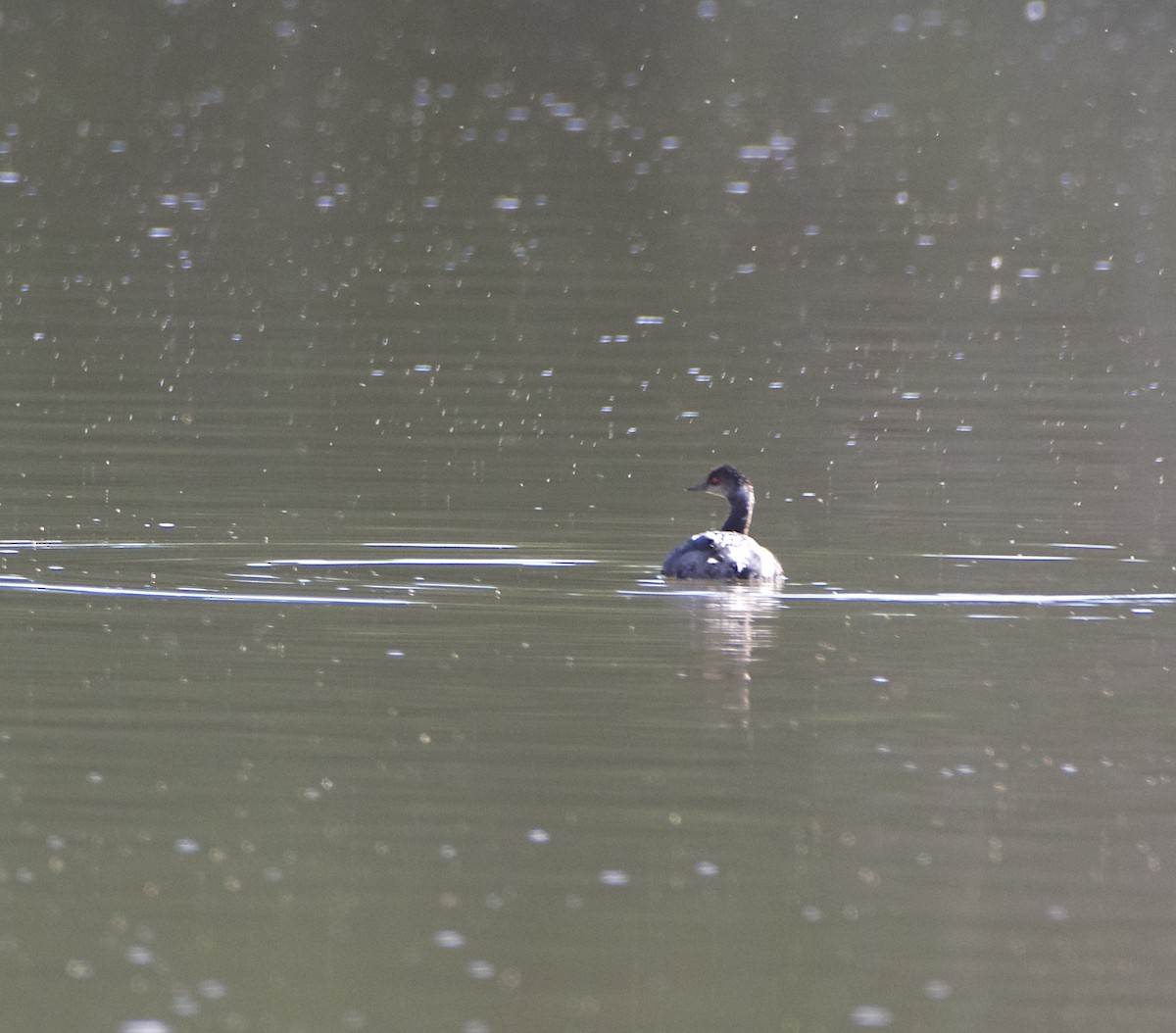 Eared Grebe - James Taylor