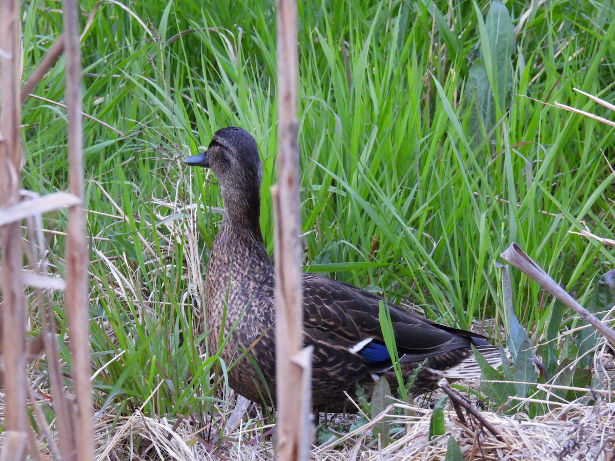 Mallard/American Black Duck - ML618063144