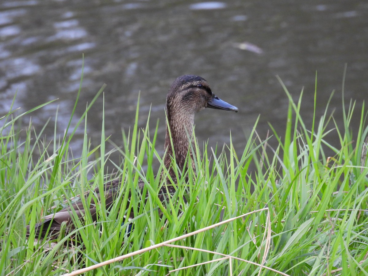 Mallard/American Black Duck - ML618063181