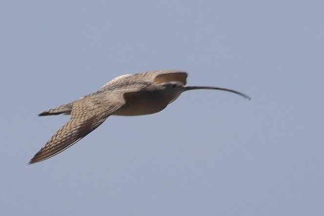 Long-billed Curlew - ML618063186