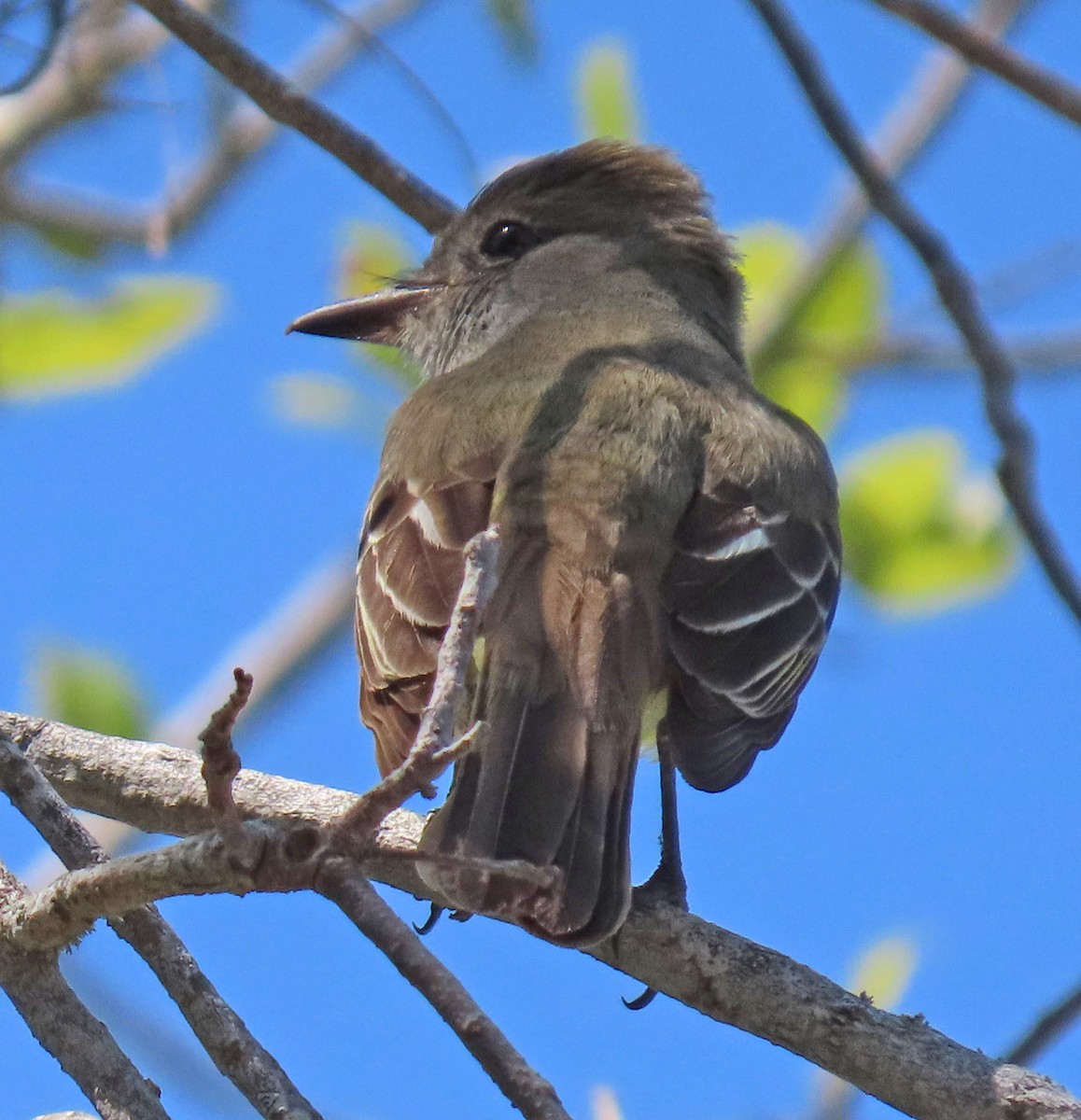 Great Crested Flycatcher - ML618063189