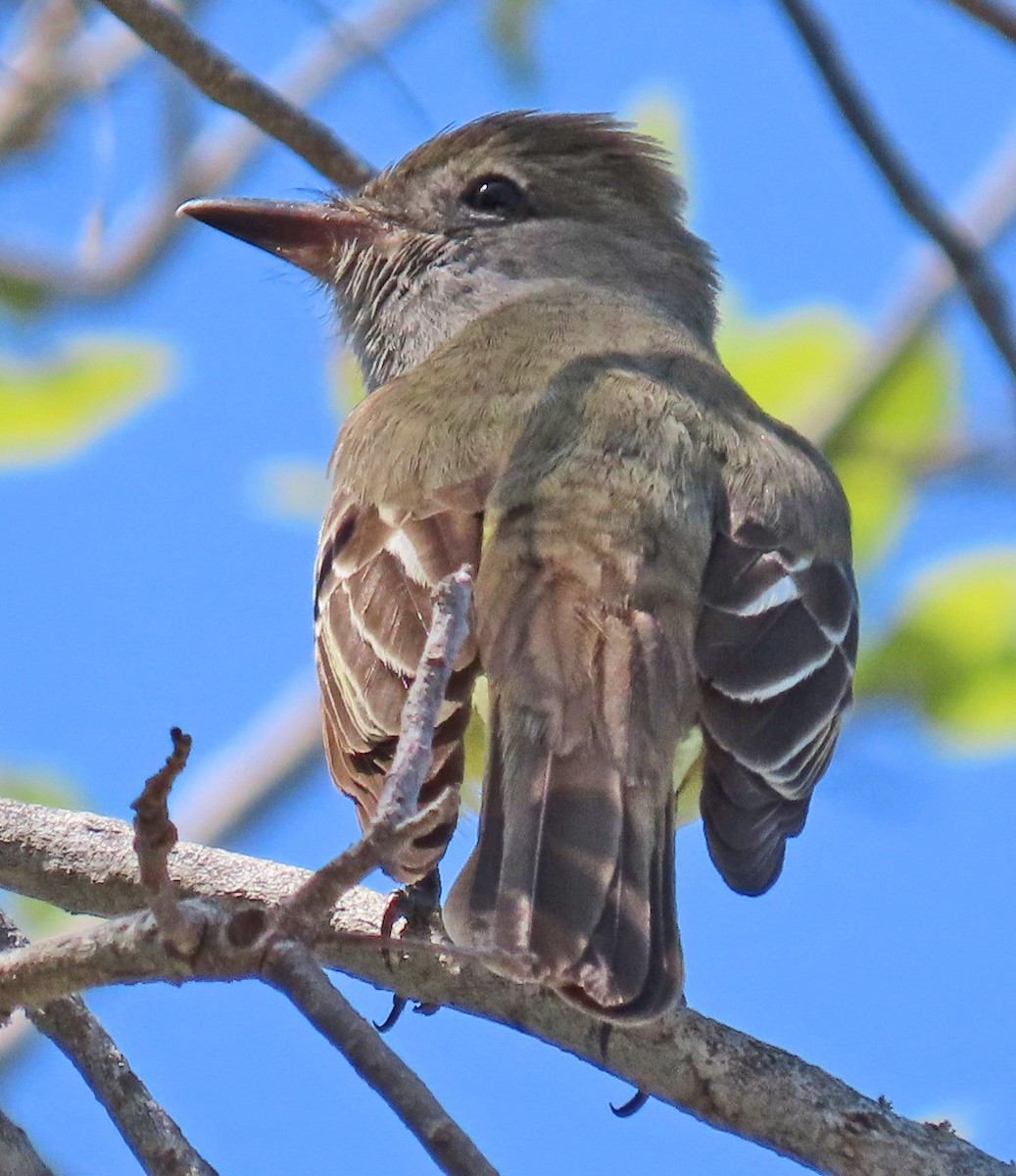 Great Crested Flycatcher - ML618063190
