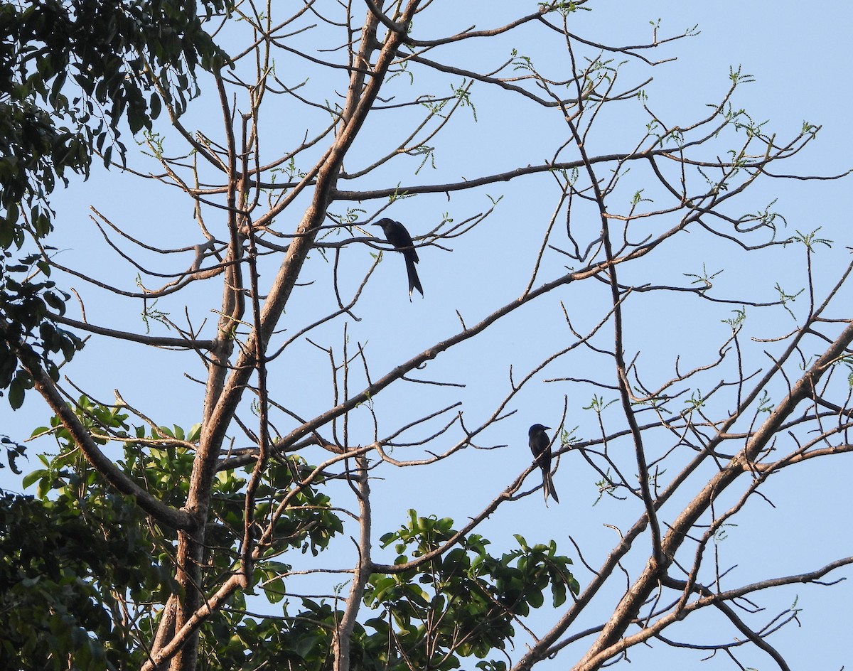 drongo kouřový - ML618063204