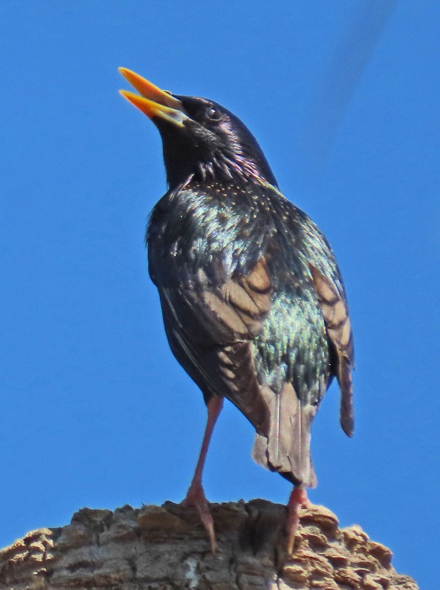 European Starling - ML618063219