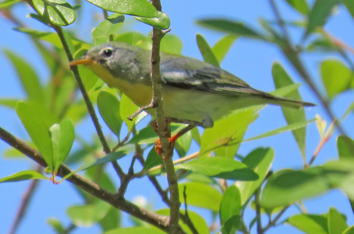 Northern Parula - Barbara Peterson