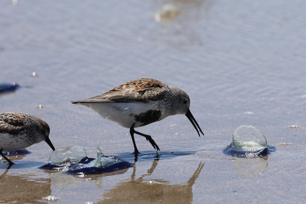 Dunlin - ML618063252