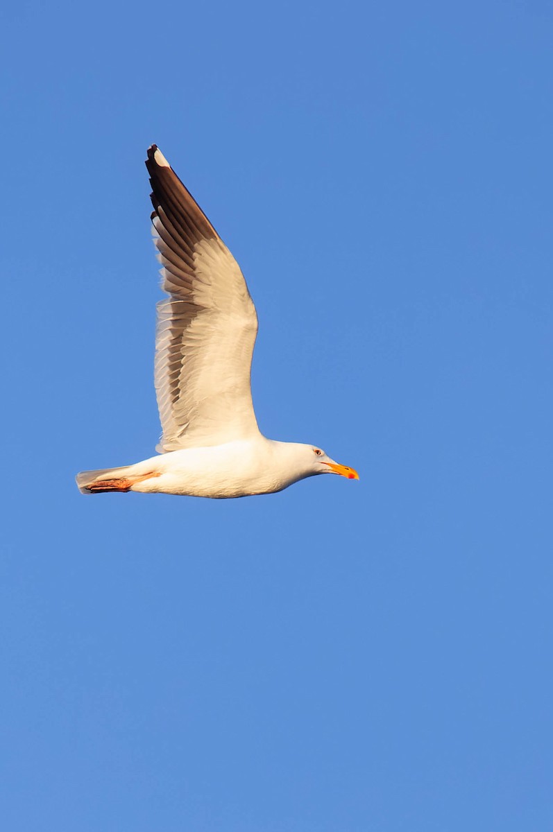 Western Gull - ML618063264