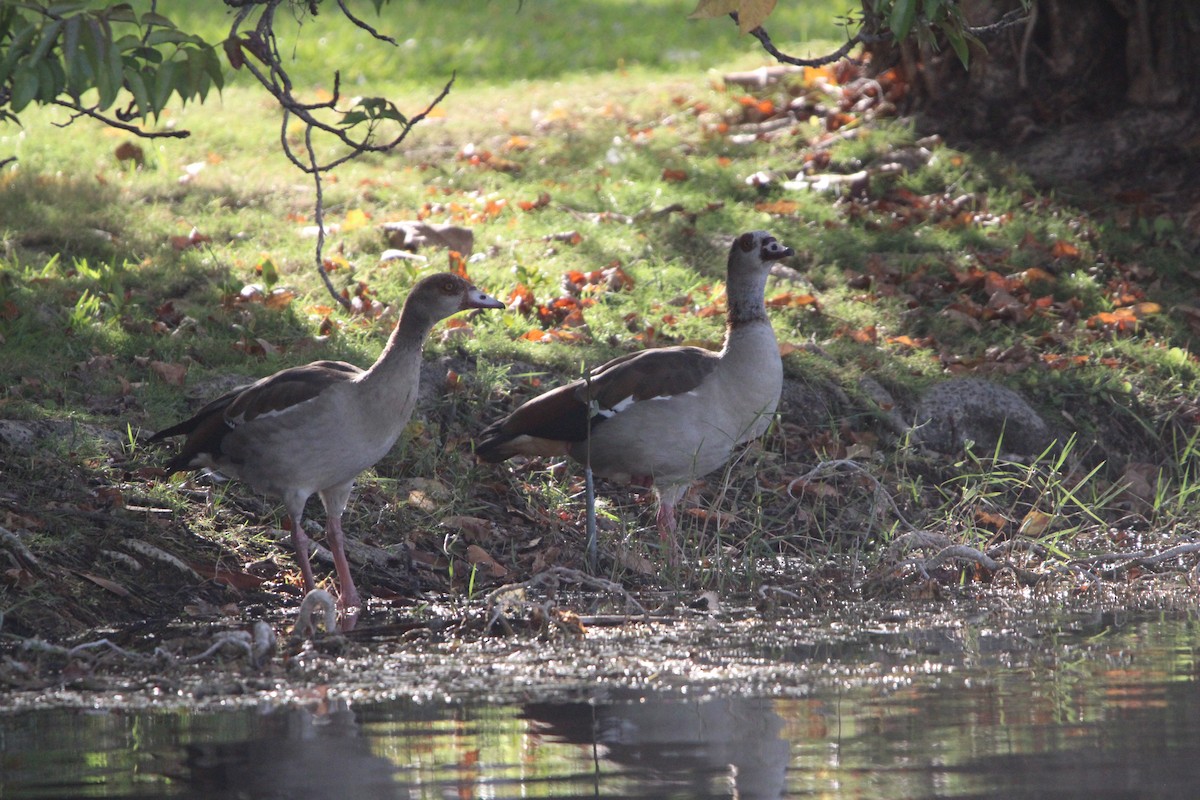 Egyptian Goose - ML618063267