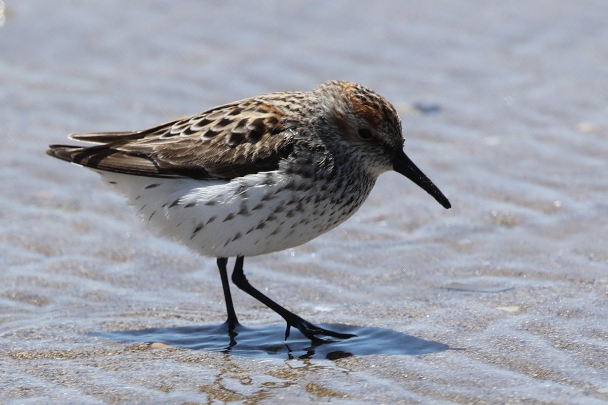 Western Sandpiper - ML618063287