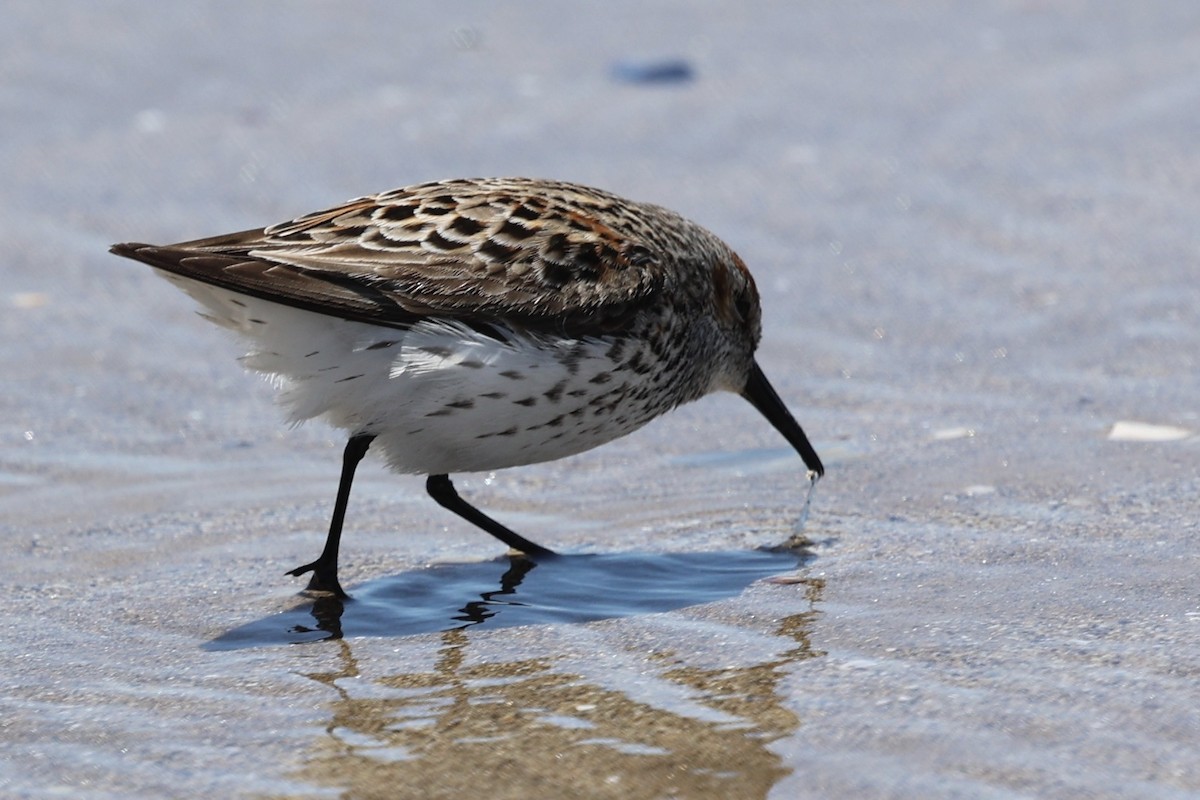 Western Sandpiper - ML618063288