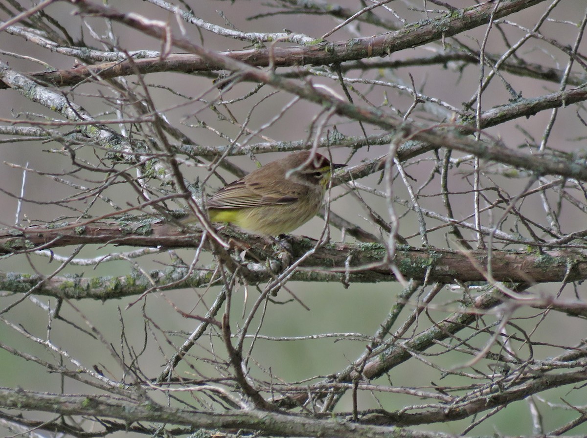 Paruline à couronne rousse - ML618063328