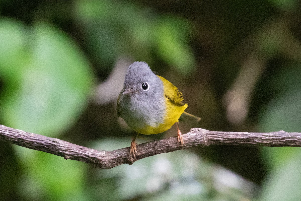 Gray-headed Canary-Flycatcher - ML618063337